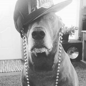 Meet your Posher, Carter